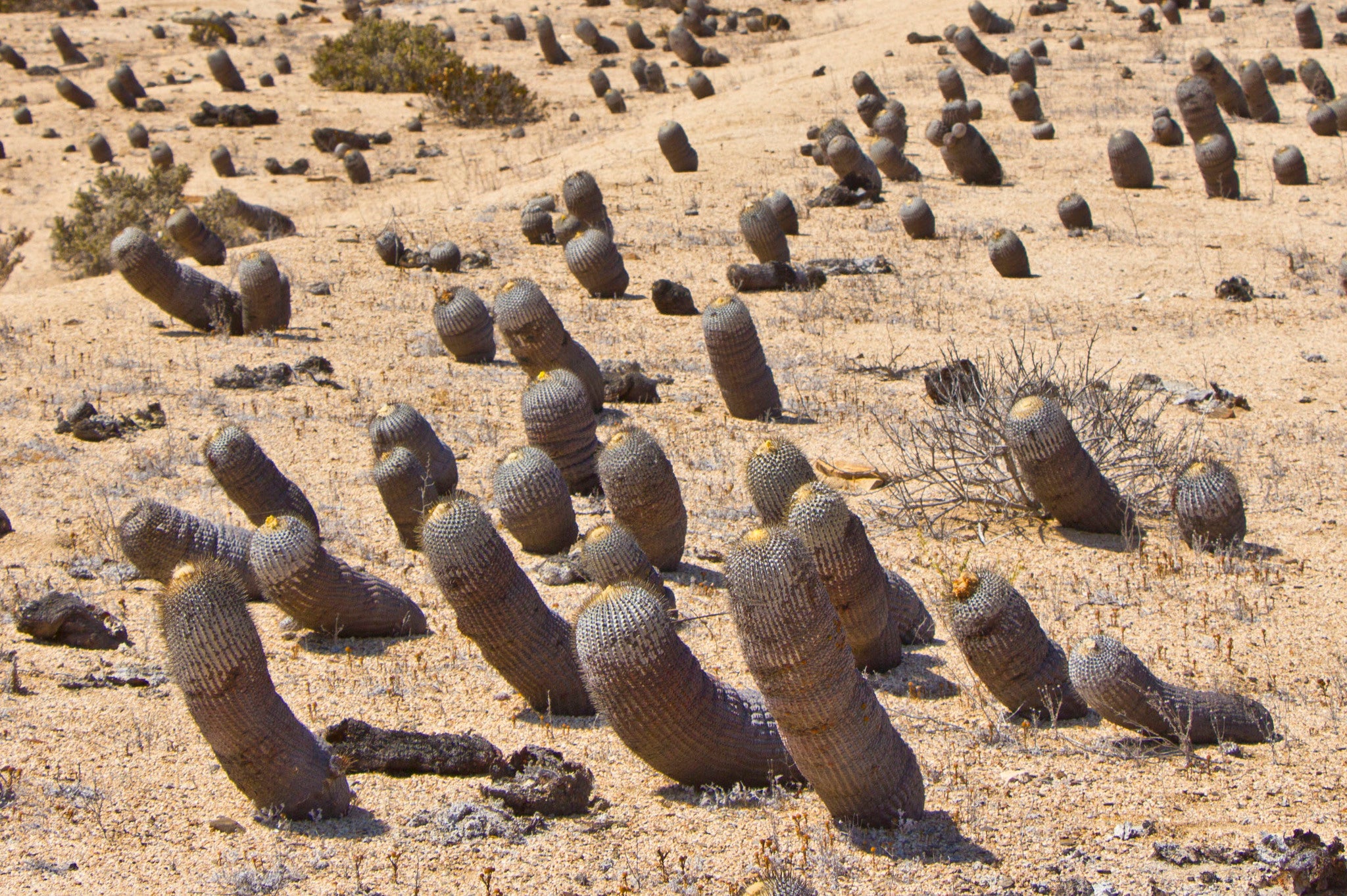 copiapoa cinerea albispina dans l'habitat