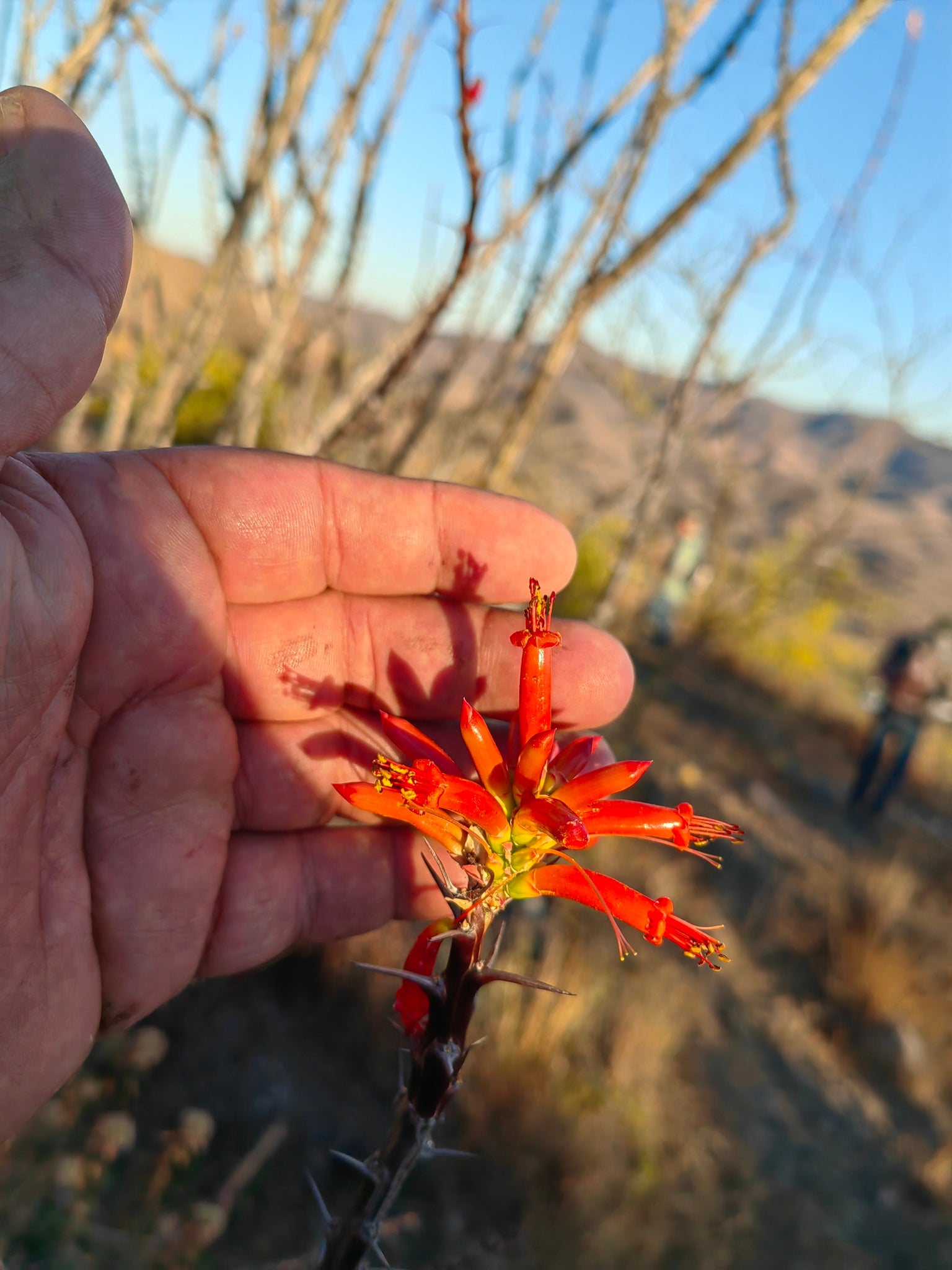 fouquieria formosa dans l'habitat en fleur