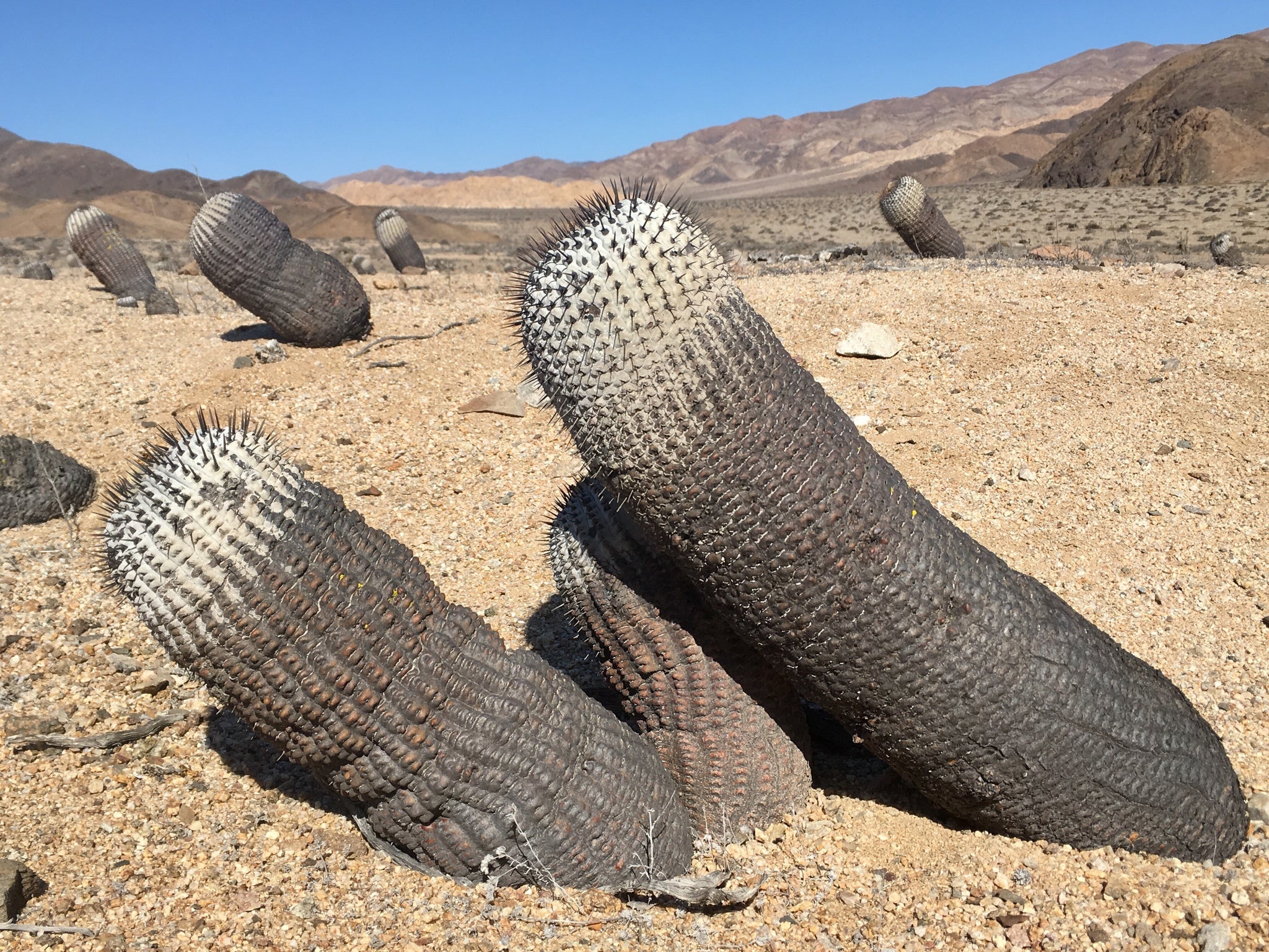 copiapoa cinerea albispina dans l'habitat