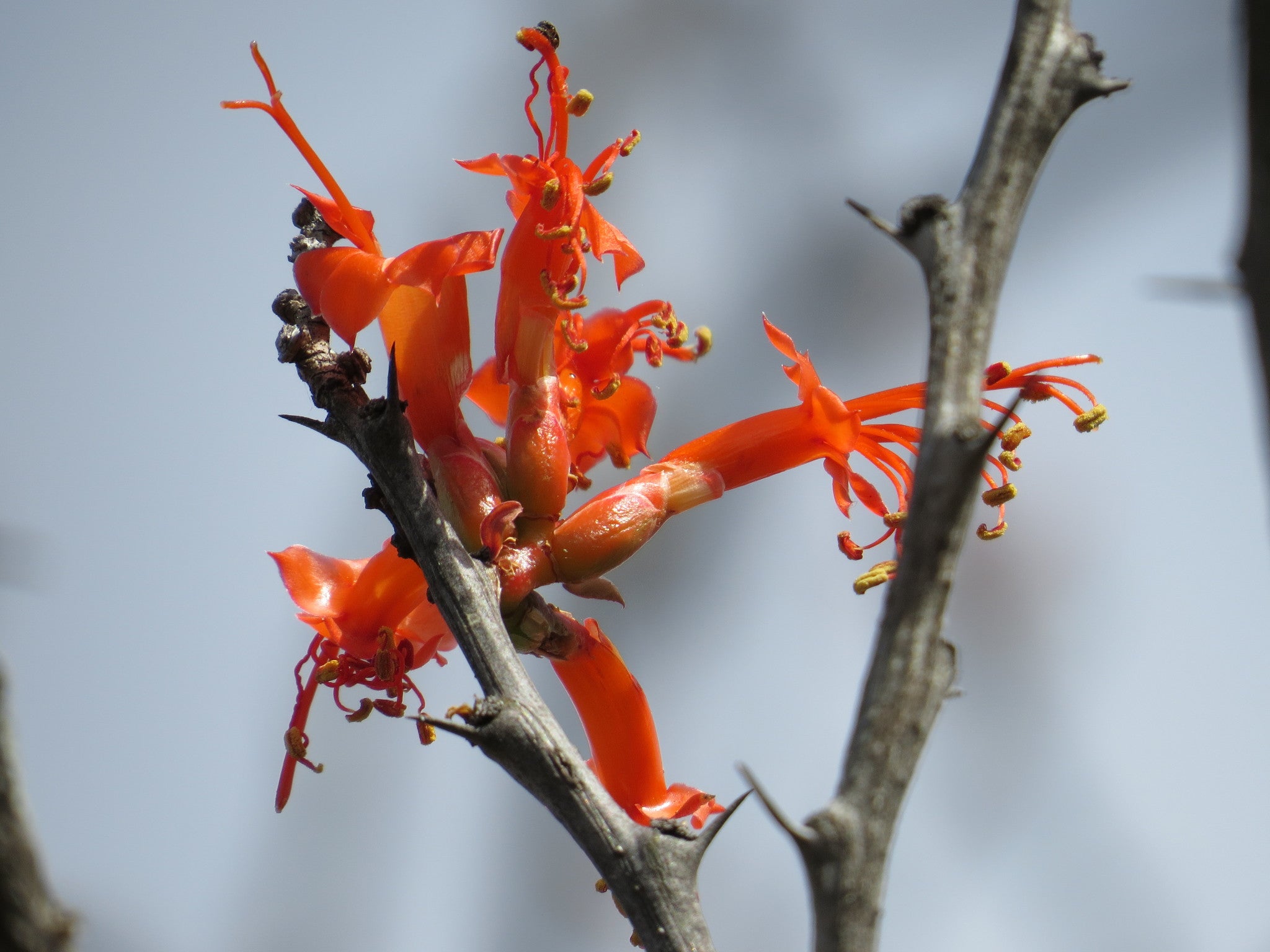 fouquieria formosa dans l'habitat en fleur