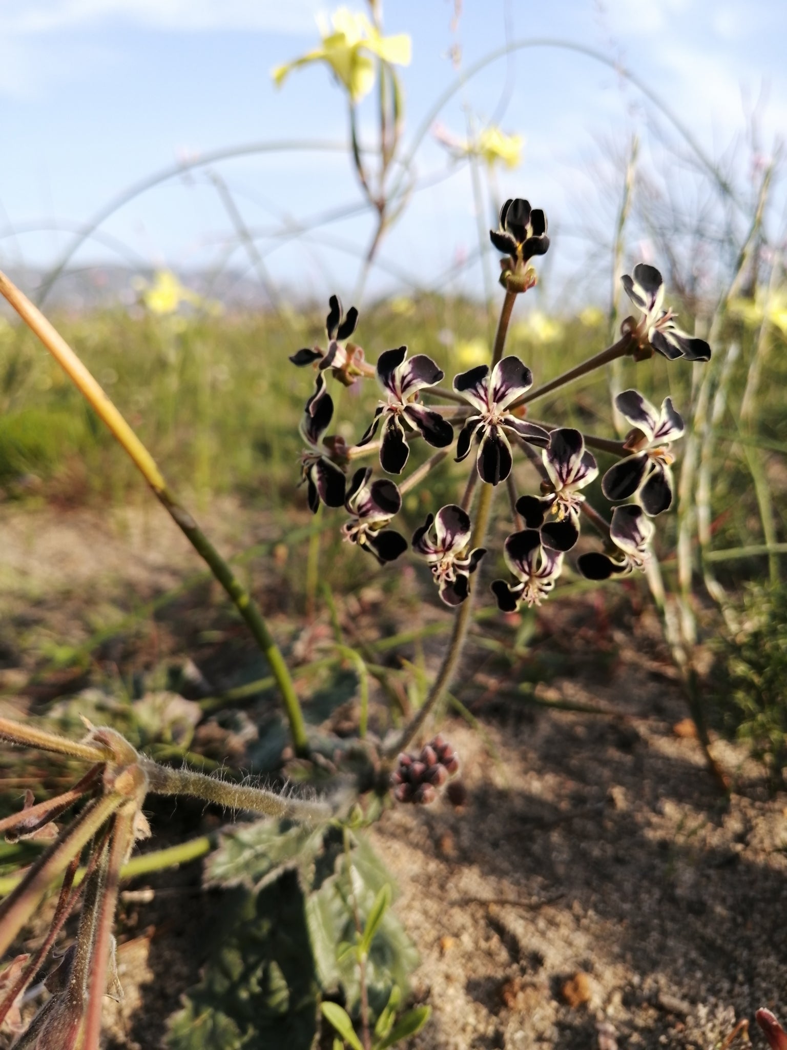 pelargonium lobatum