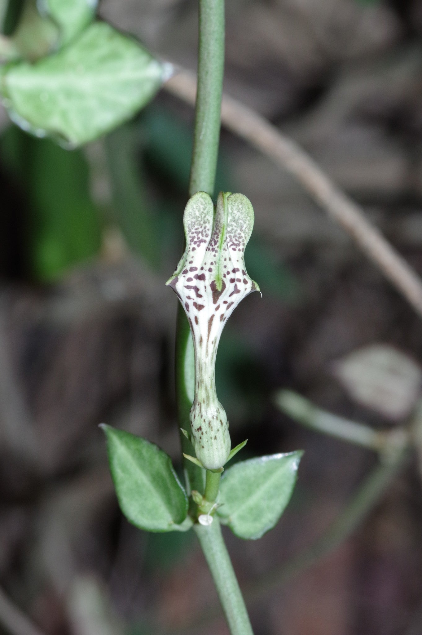 fleur de ceropegia radicans 