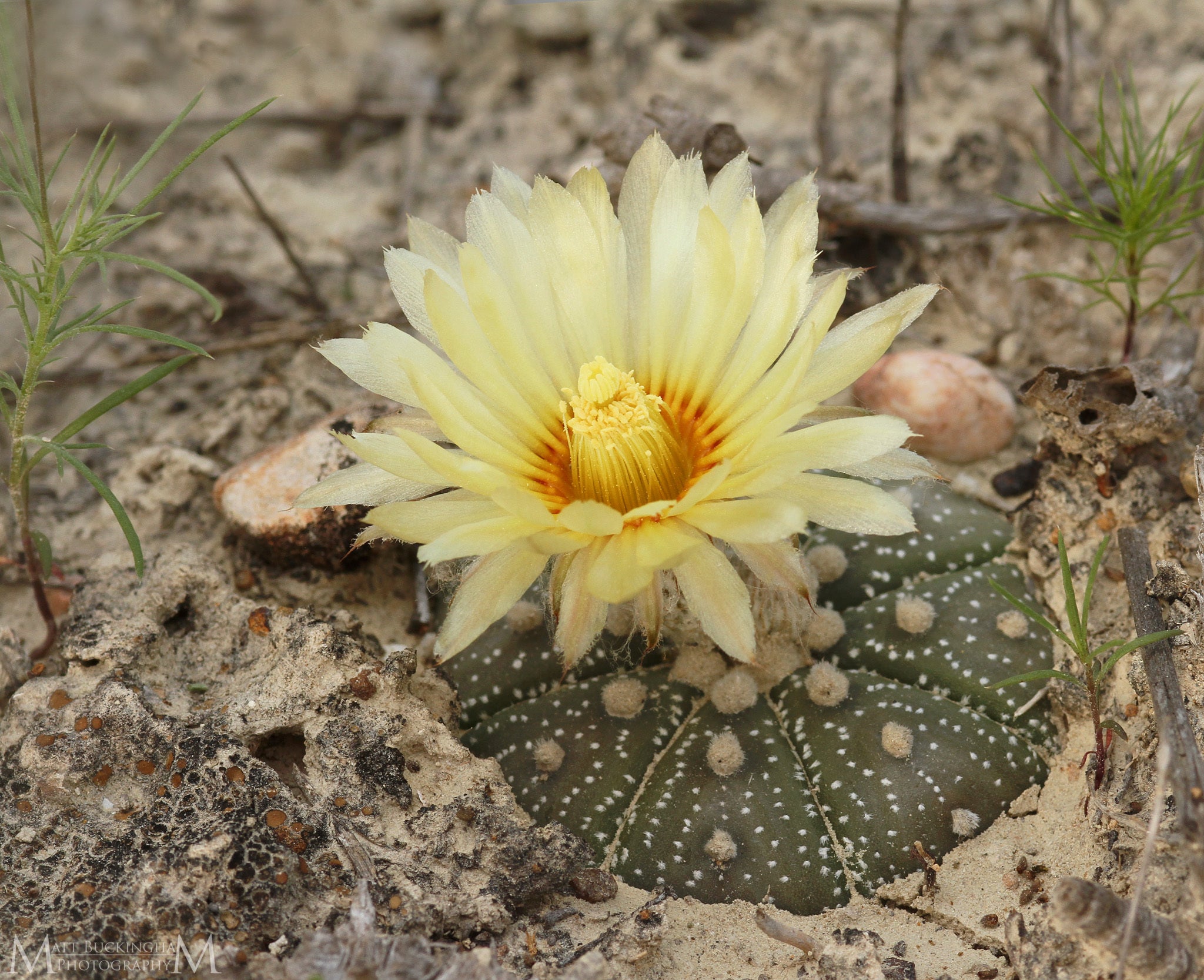 astrophytum asterias dans l'habitat en fleur