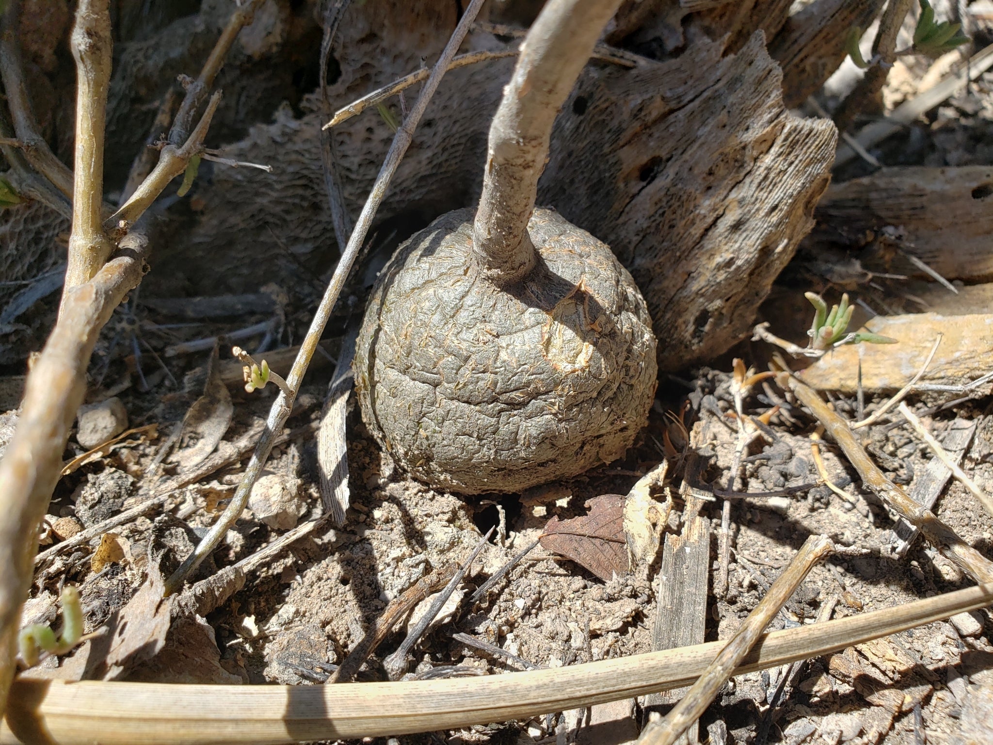 cissus tuberosa dans l'habitat