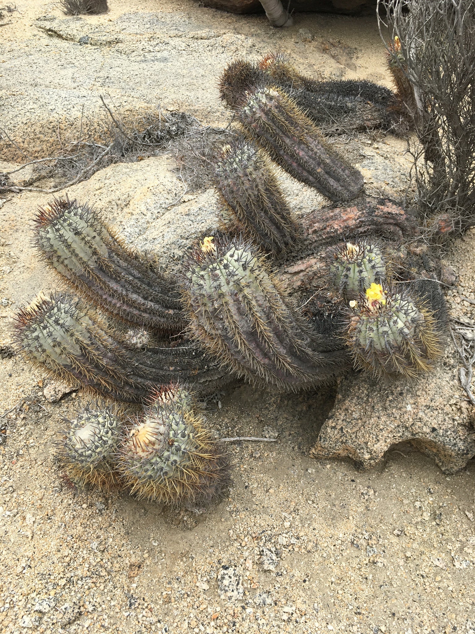 copiapoa calderana dans l'habitat