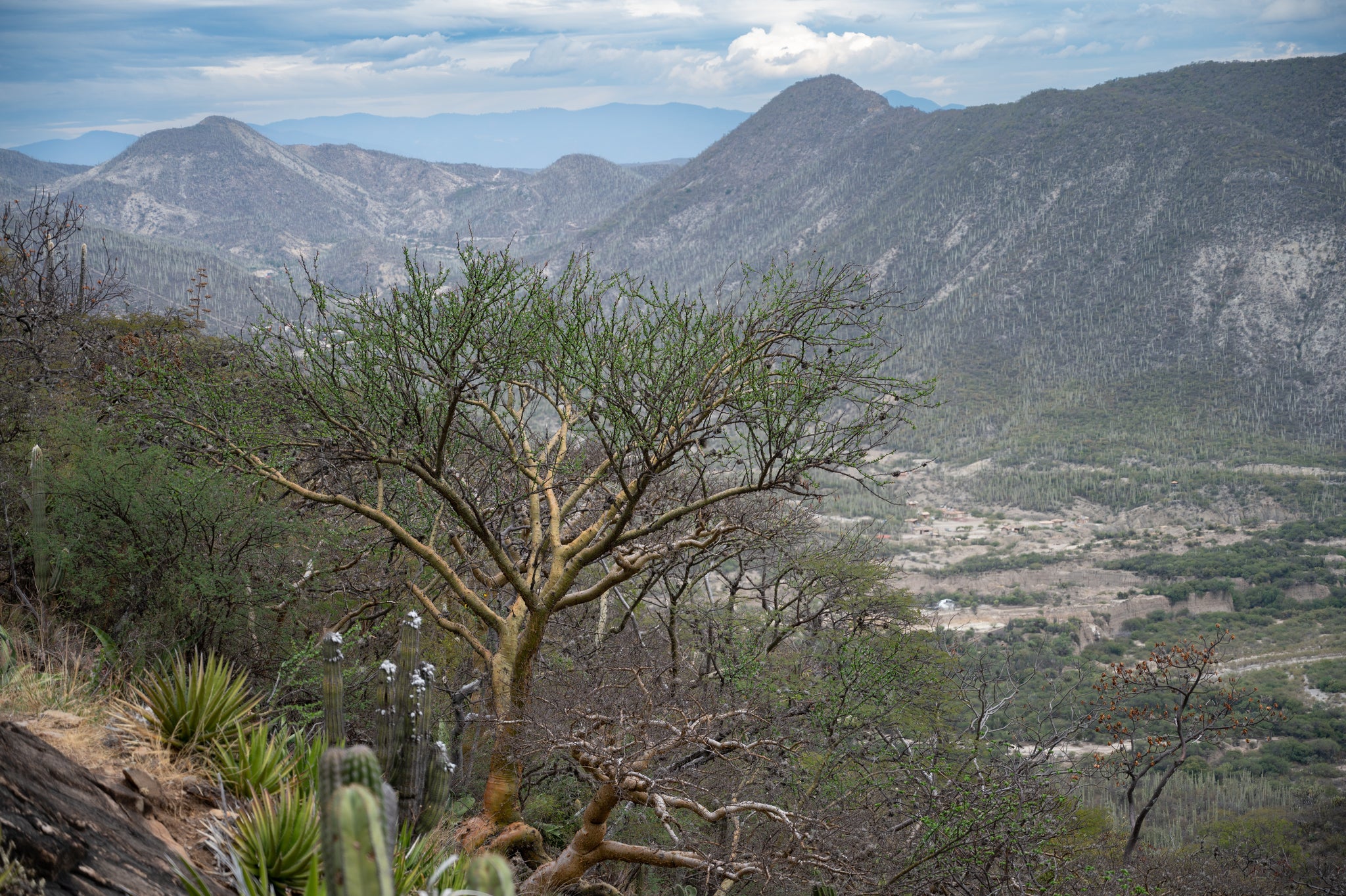 fouquieria formosa dans l'habitat 