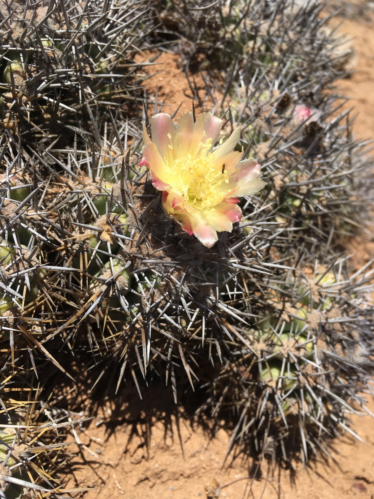 copiapoa coquimbana dans l'habitat