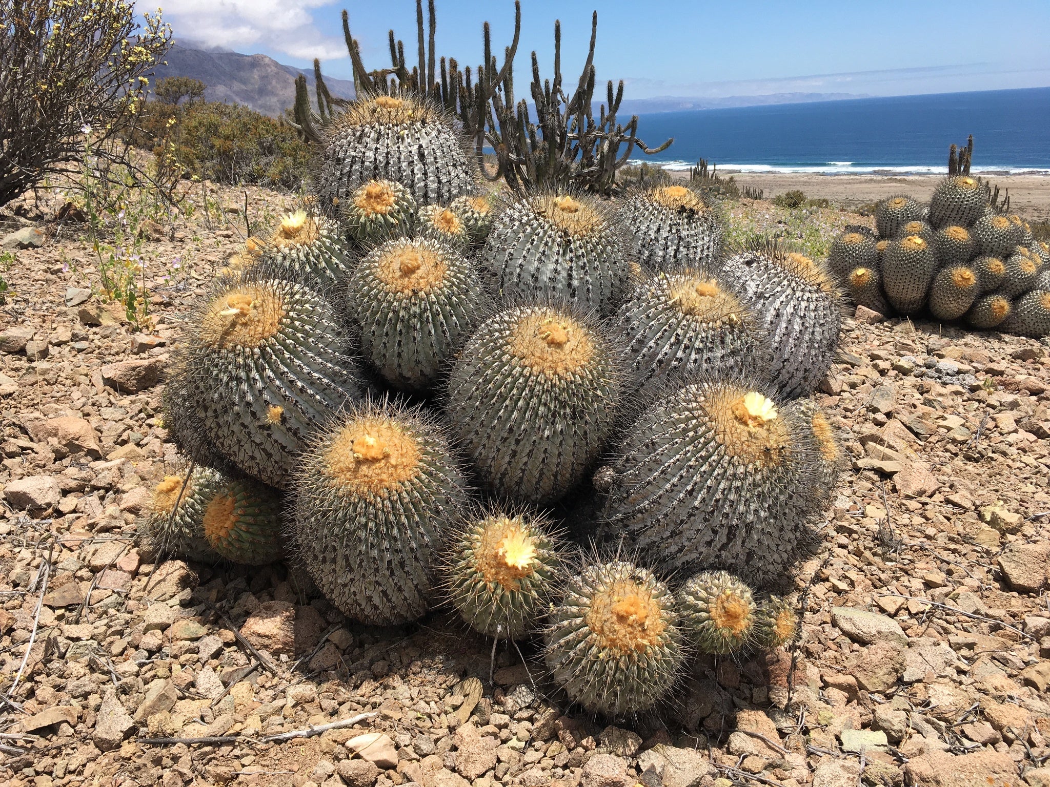 Copiapoa haseltoniana gigantea dans l'habitat