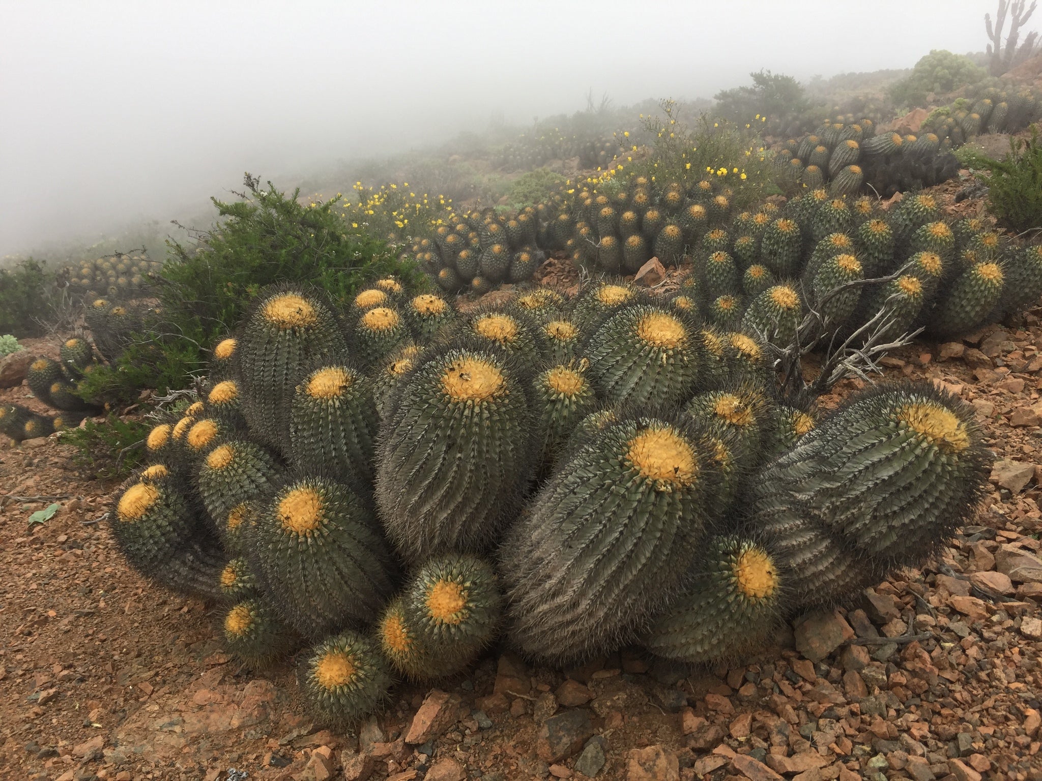 Copiapoa haseltoniana gigantea dans l'habitat