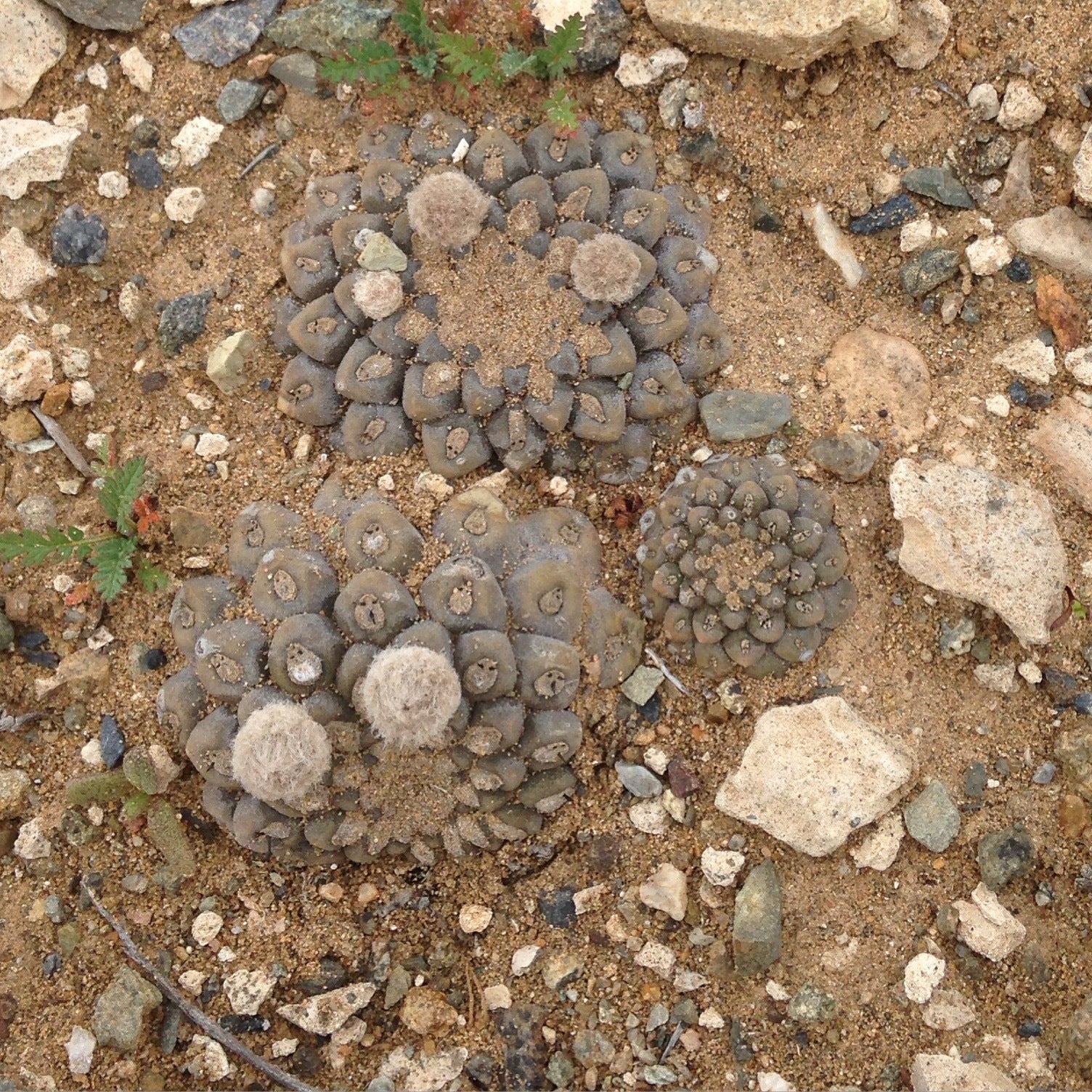 Eriosyce napina dans l'habitat