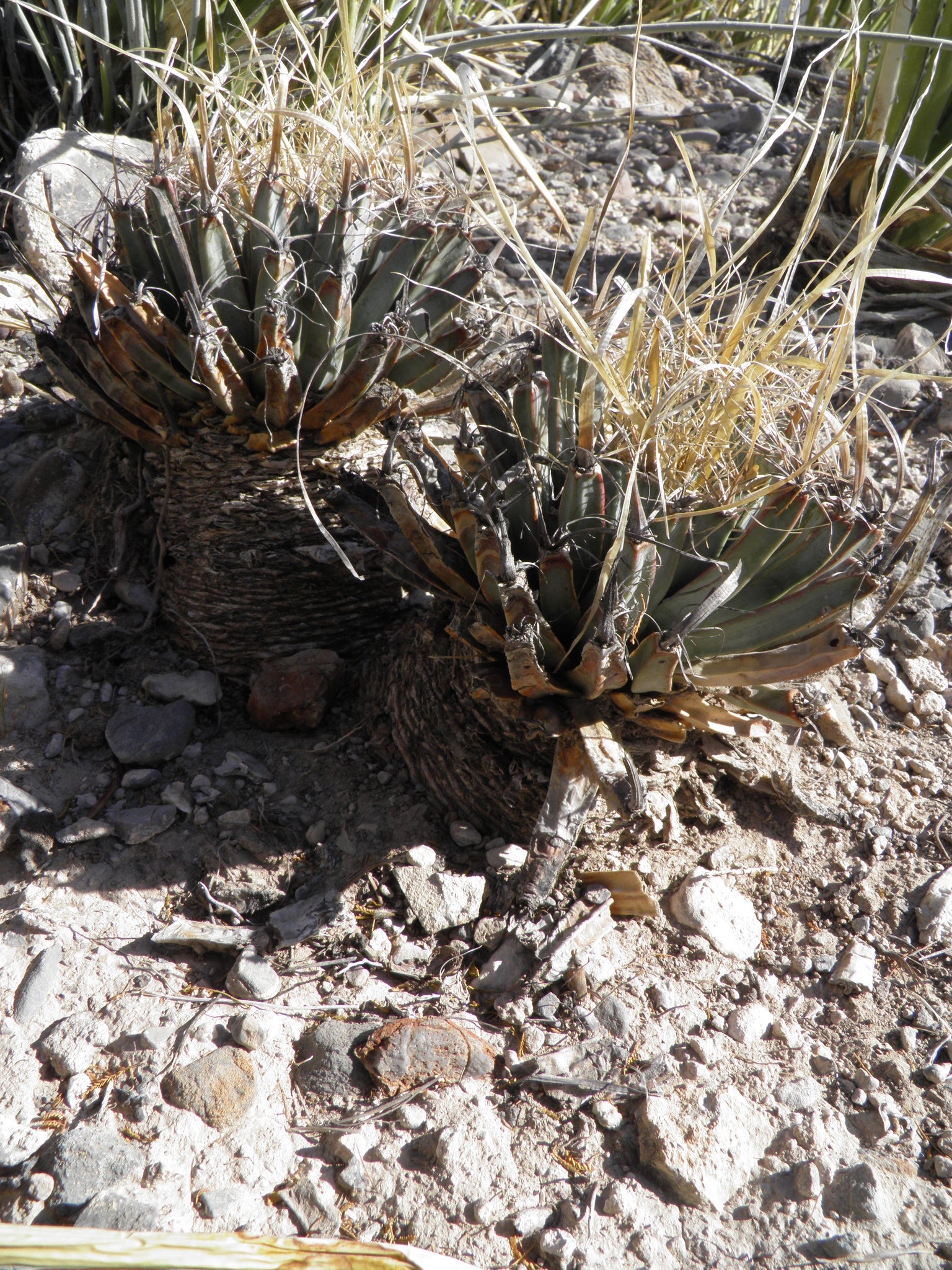 leuchtenbergia principis dans l'habitat