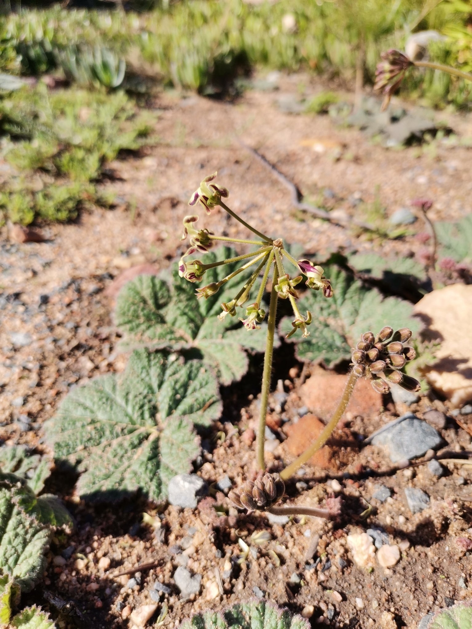 pelargonium lobatum