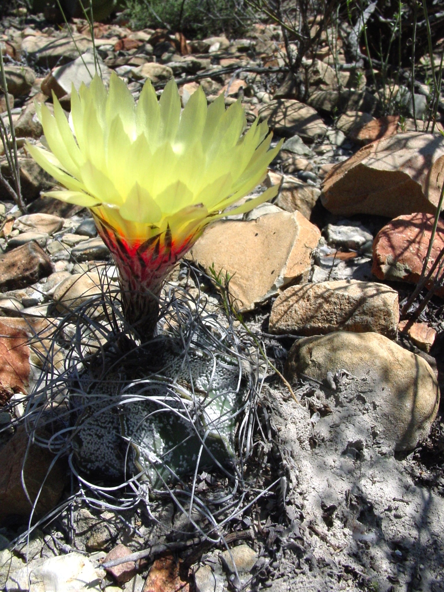 astrophytum senile dans l'habitat en fleur