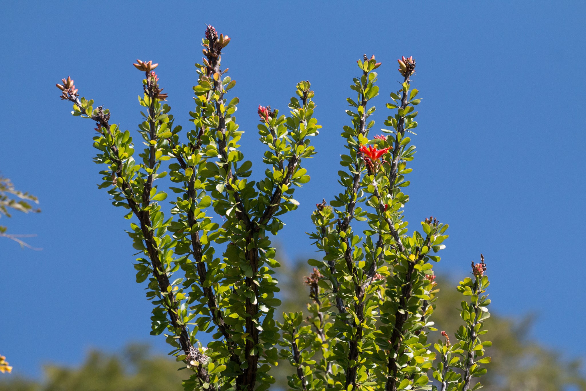 fouquieria formosa dans l'habitat en fleur