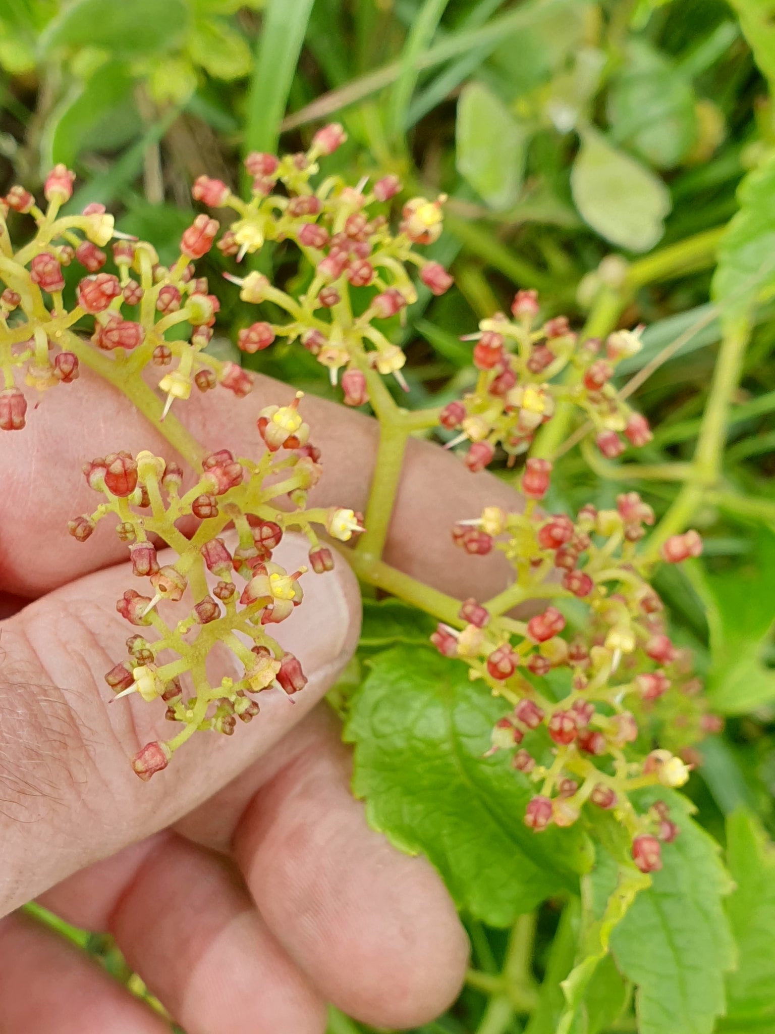 cyphostemma cirrhosum dans l'habitat