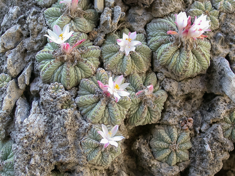 aztekium ritteri dans l'habitat en fleur