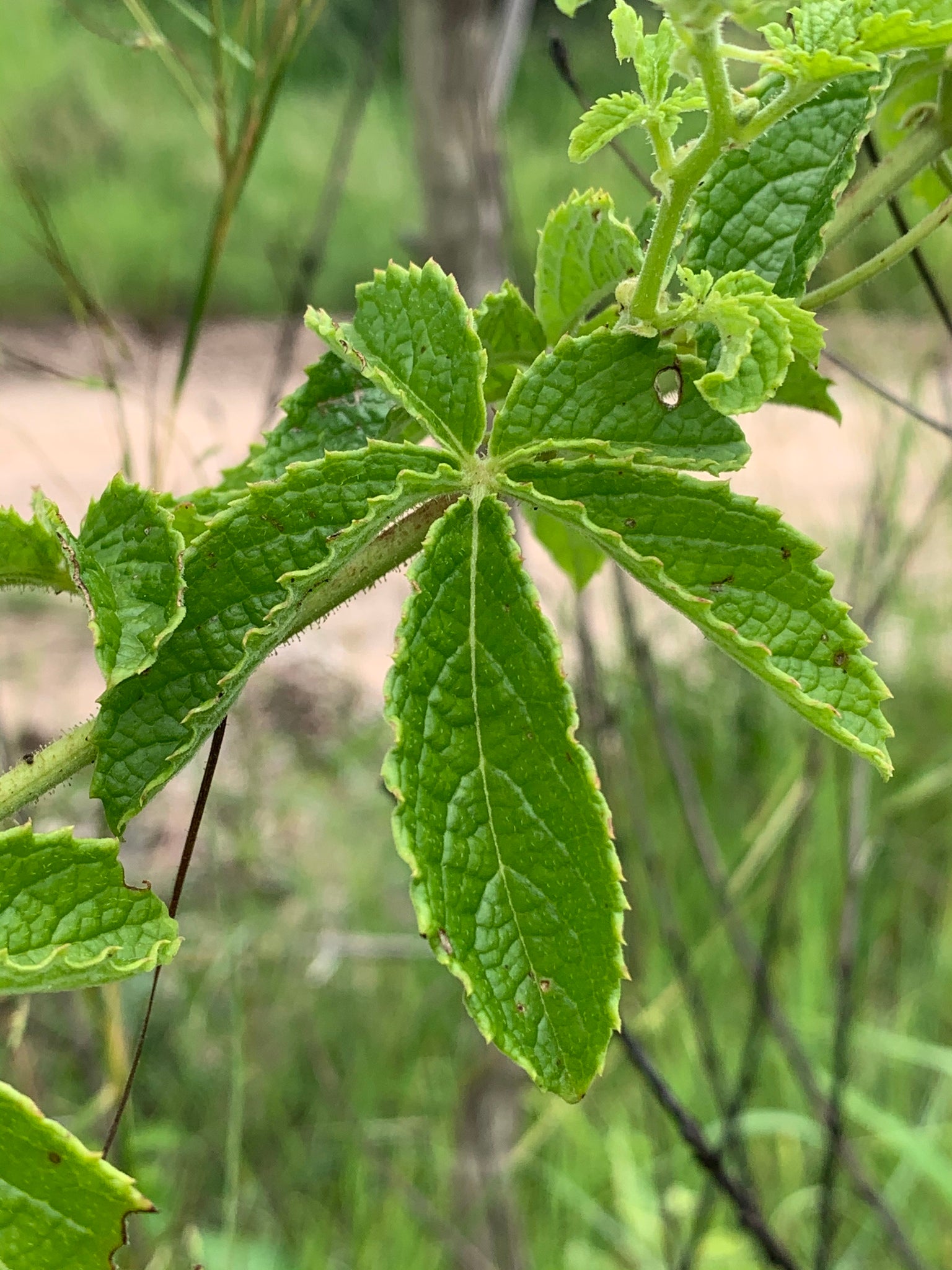 cyphostemma cirrhosum dans l'habitat