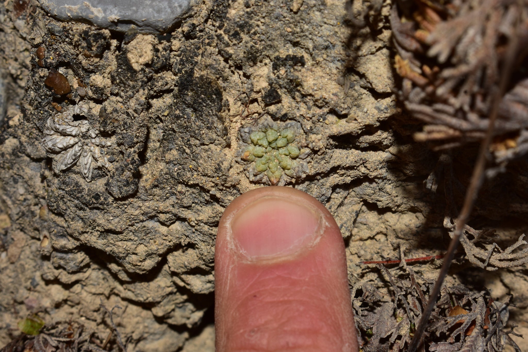 aztekium ritteri dans l'habitat