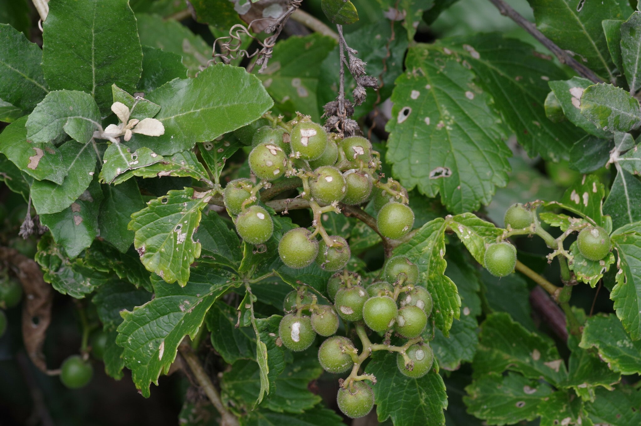 cyphostemma cirrhosum dans l'habitat