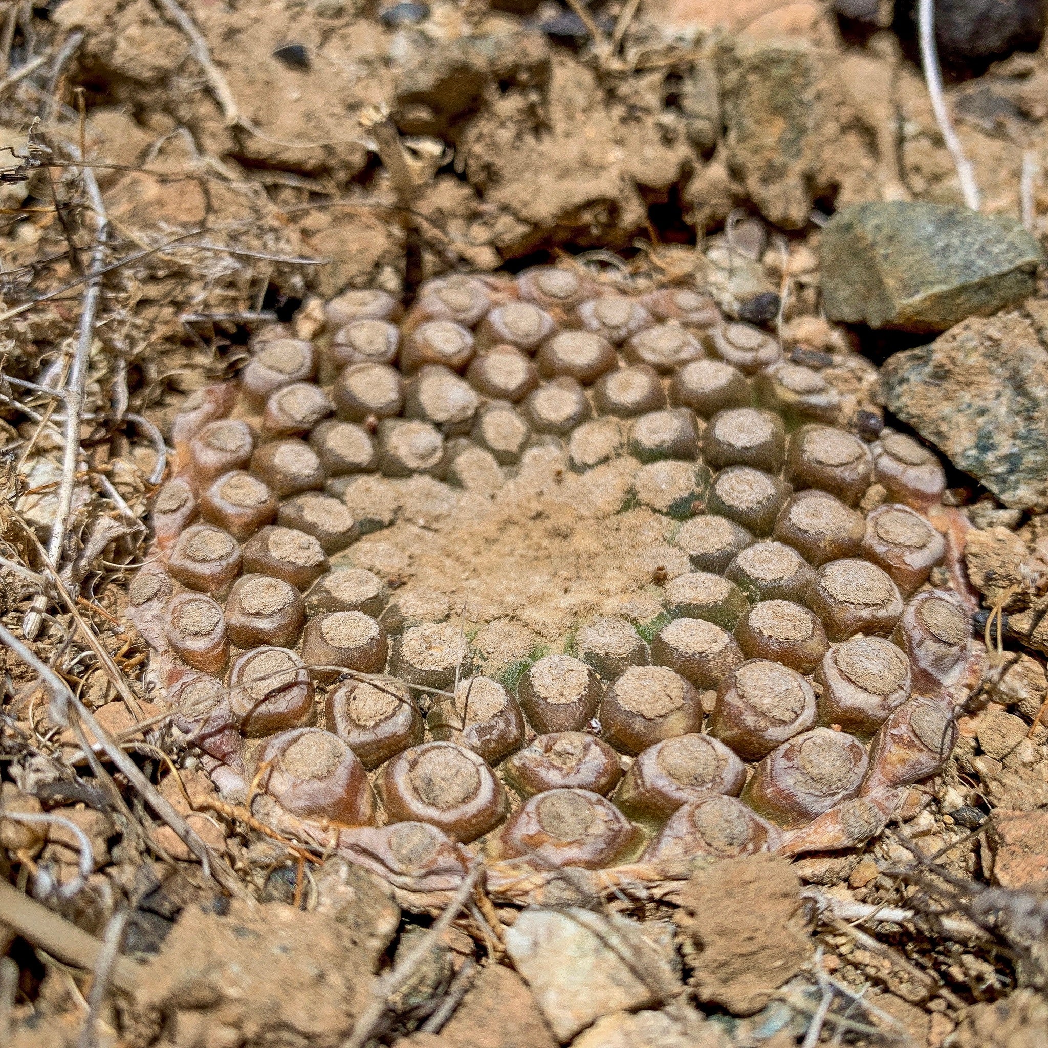 Eriosyce napina dans l'habitat