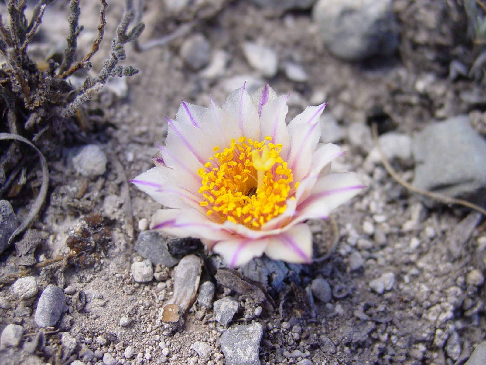 Turbinicarpus schmiedickeanus ssp. macrochele en fleur dans l'habitat