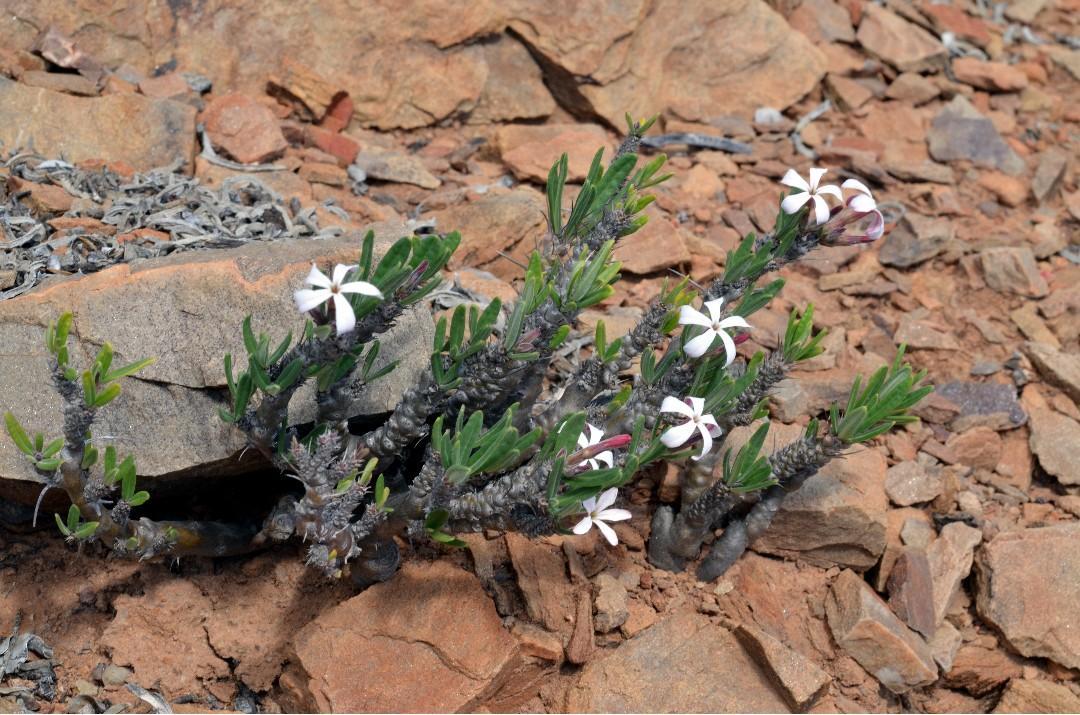 pachypodium succulentum