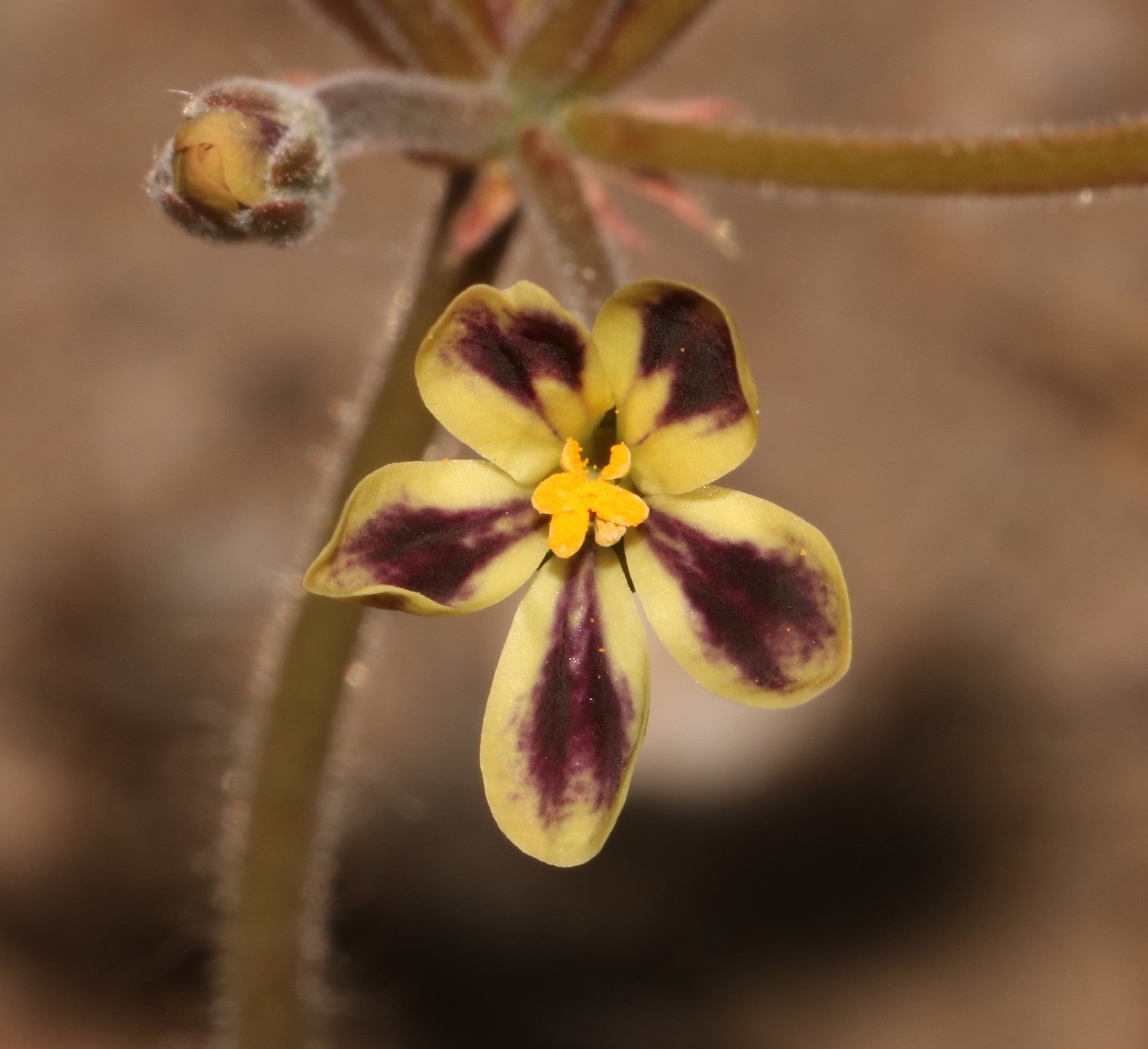 pelargonium lobatum