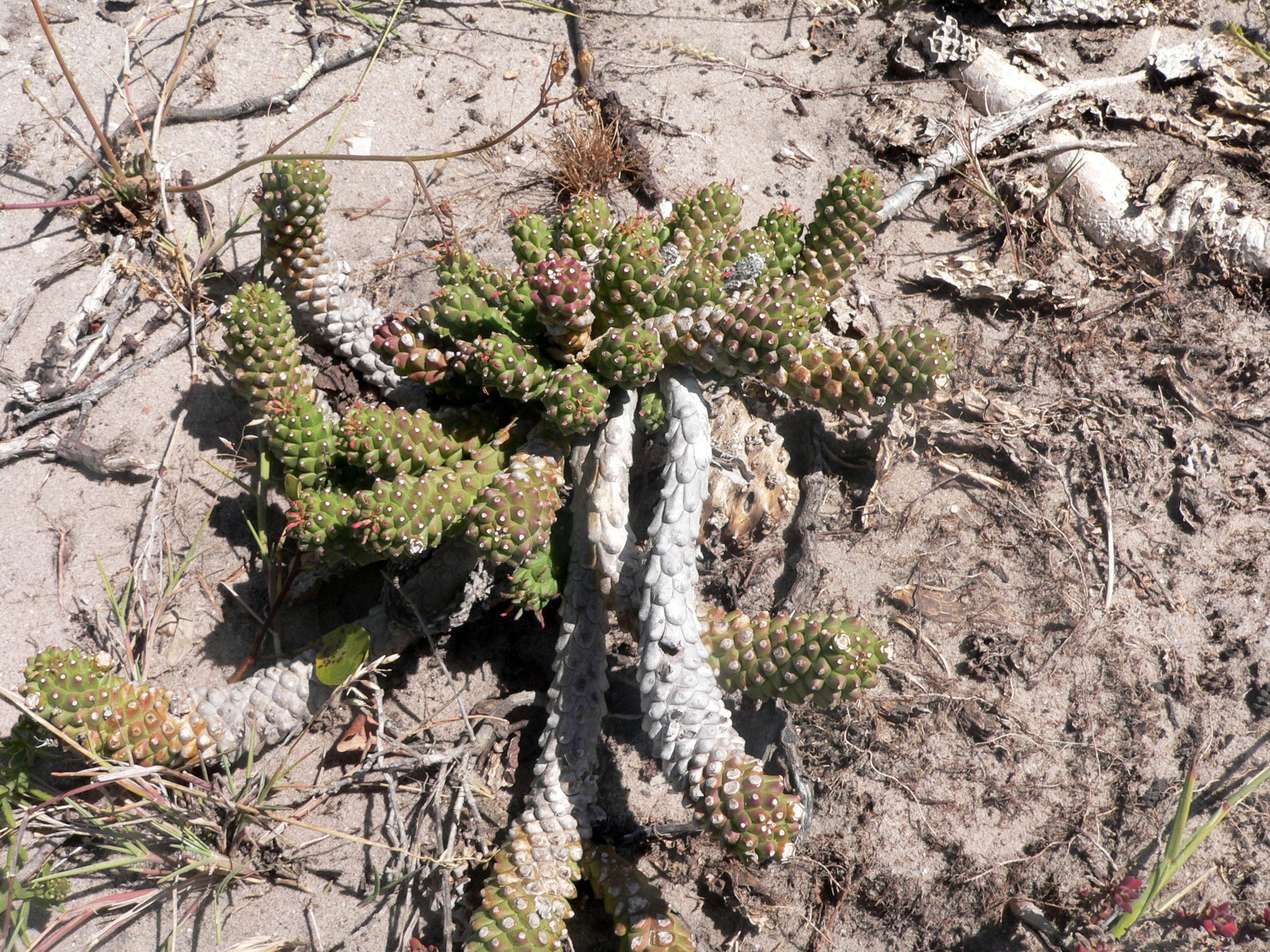 euphorbia gamkaensis dans l'habitat