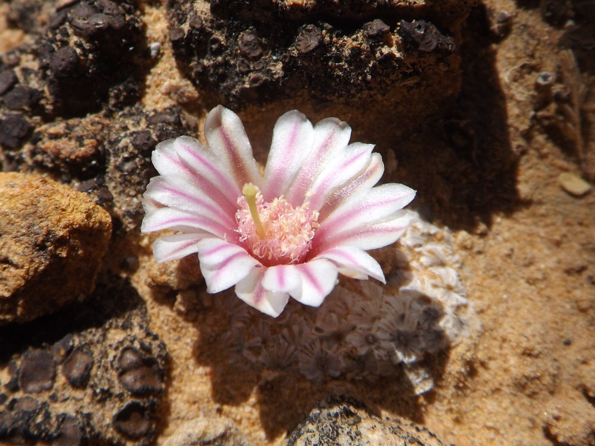 mammillaria breviplumosa dans l'habitat