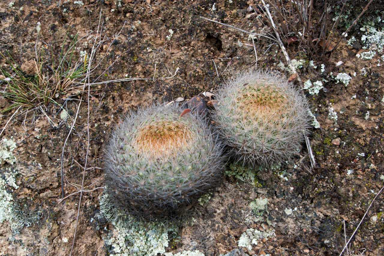 Rebutia neocumingii dans l'habitat