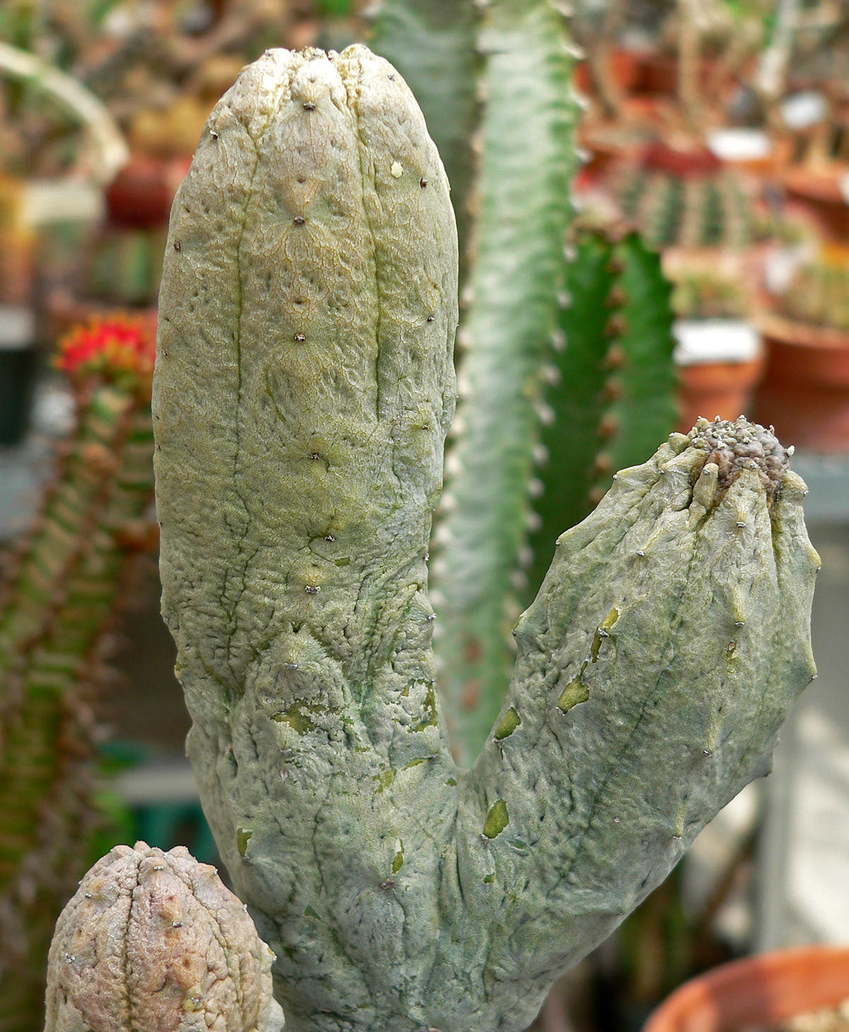 EUPHORBIA ABDELKURI