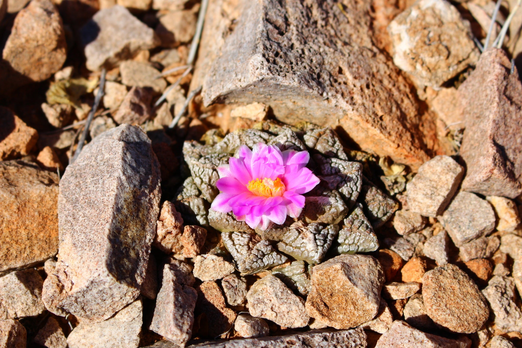 ariocarpus fissuratus dans l'habitat en fleur 