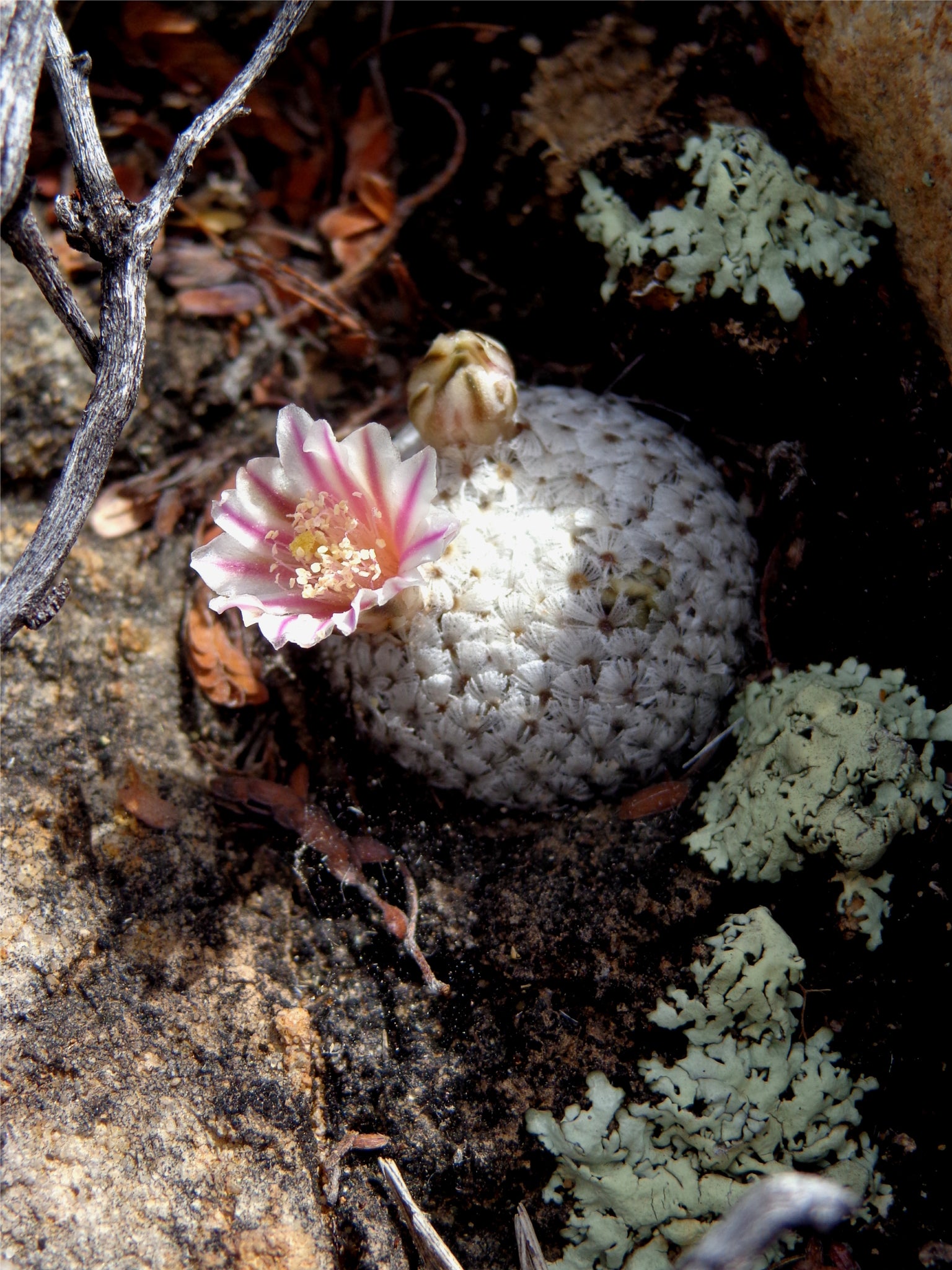 mammillaria breviplumosa dans l'habitat