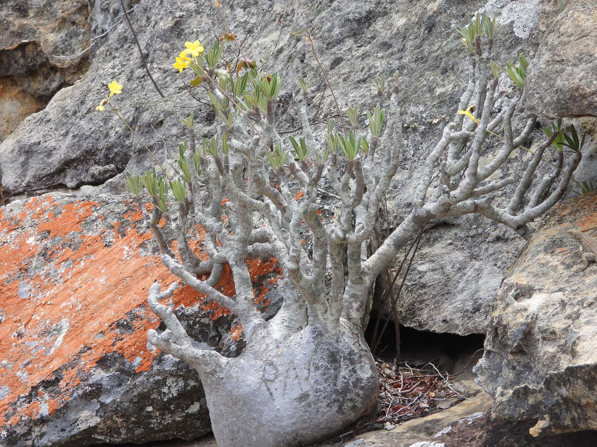 pachypodium horombense