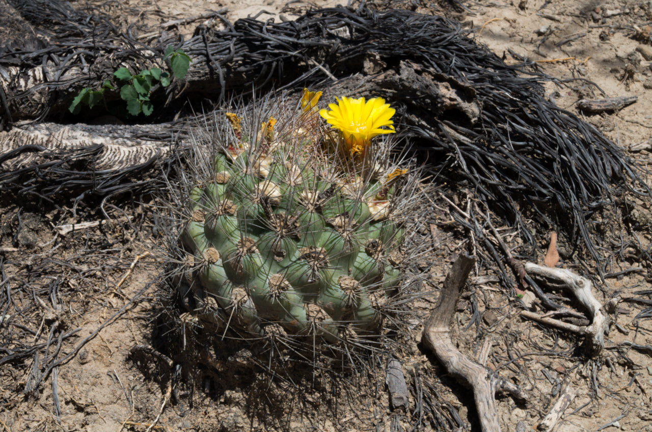 Rebutia neocumingii dans l'habitat