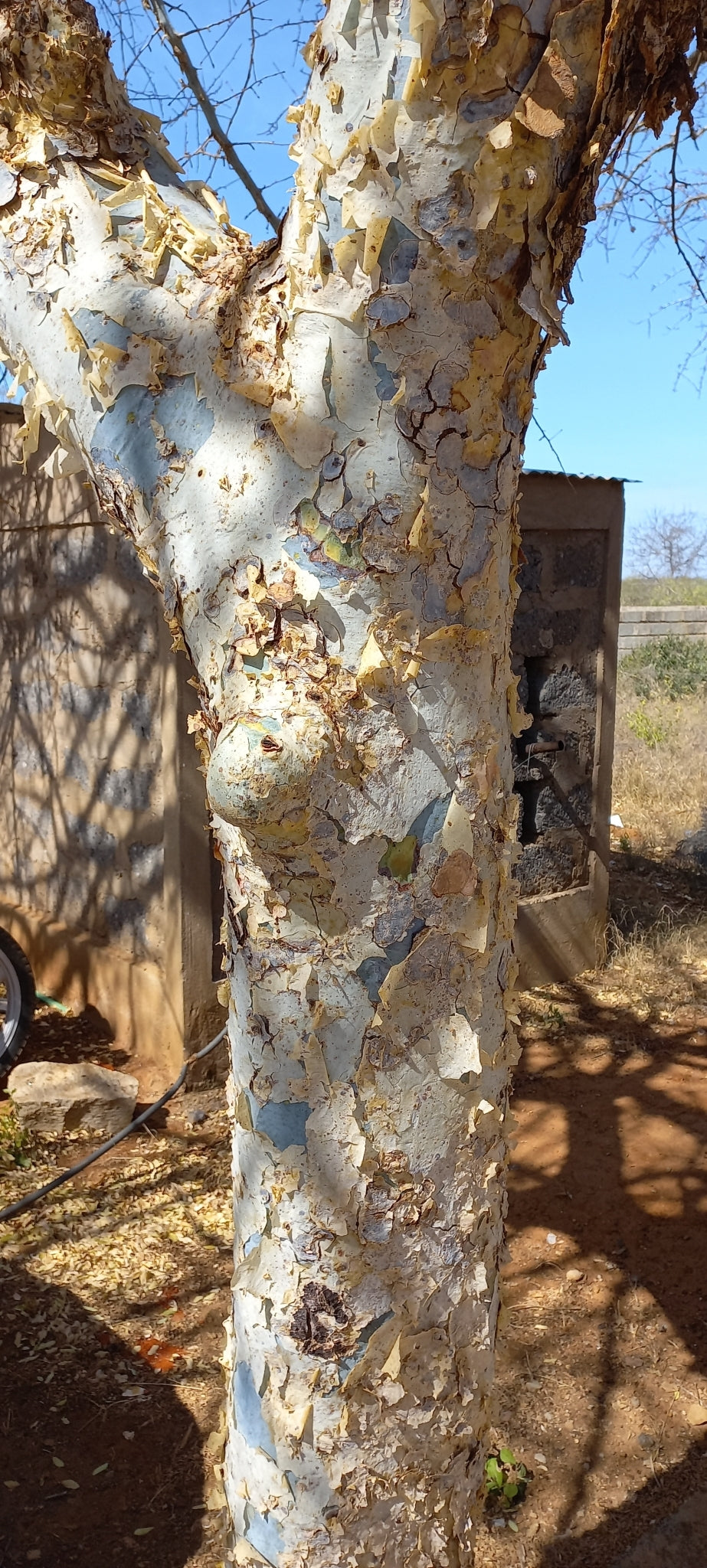 Commiphora dans l'habitat