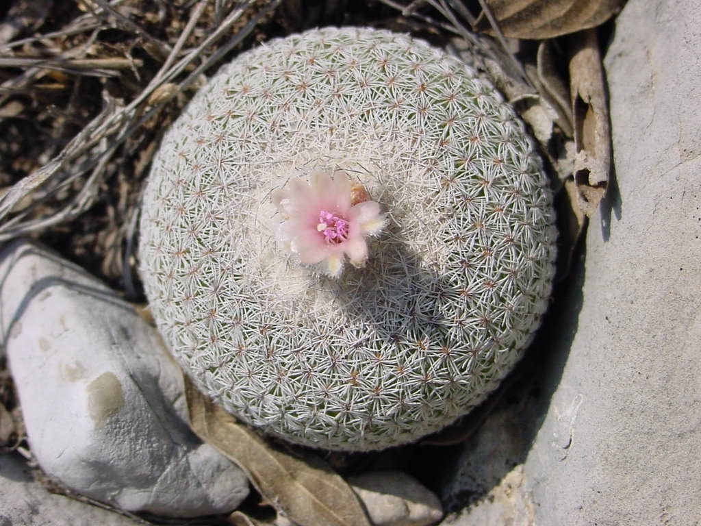 epithelantha micromeris dans l'habitat