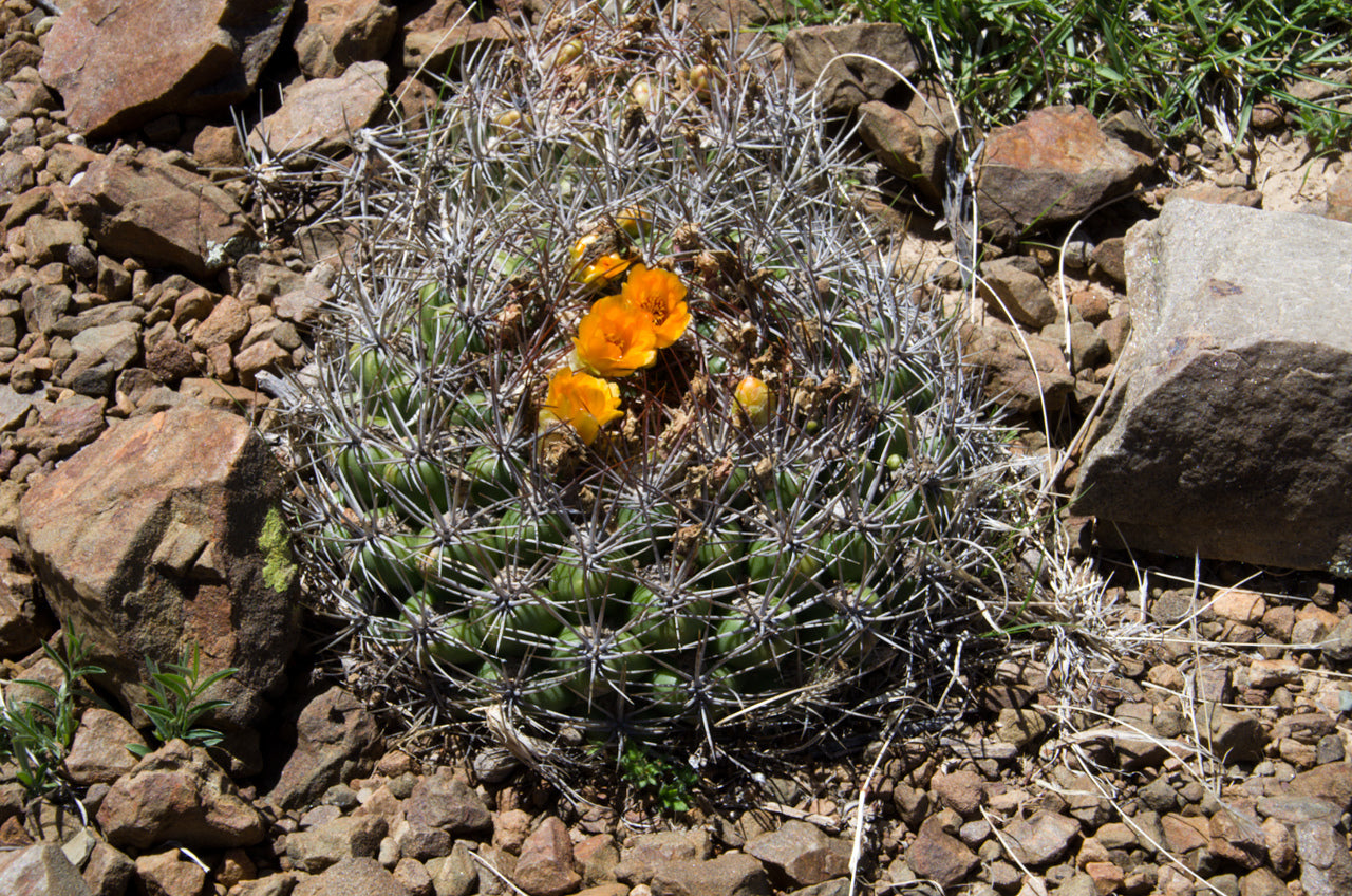 Rebutia neocumingii dans l'habitat