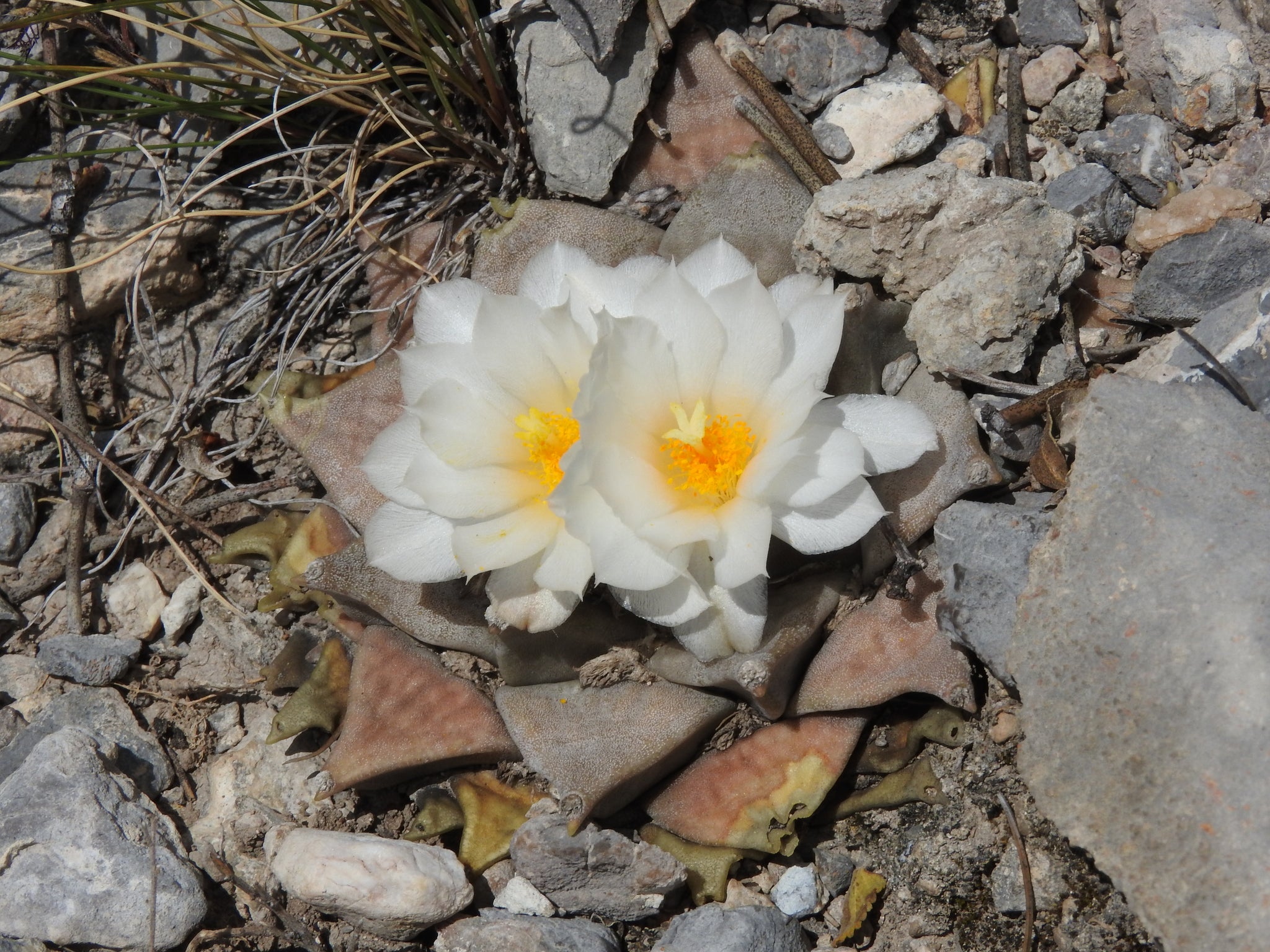 ariocarpus retusus dans l'habitat en fleur