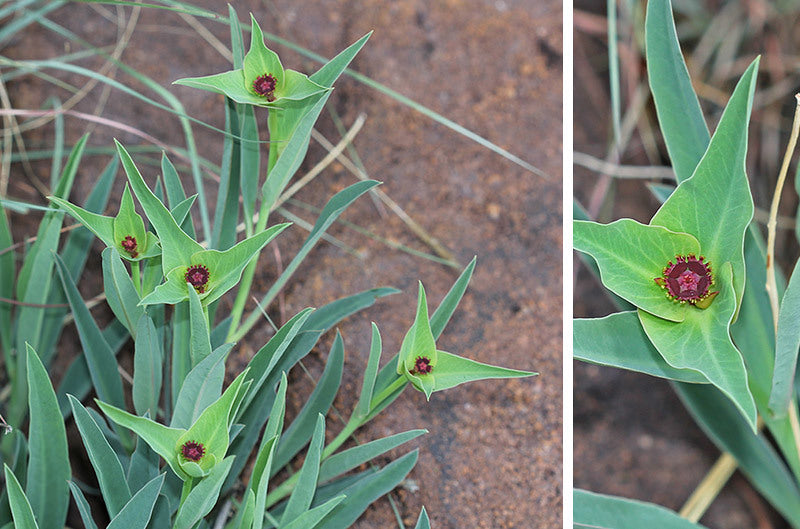 EUPHORBIA MONTEROI en fleur