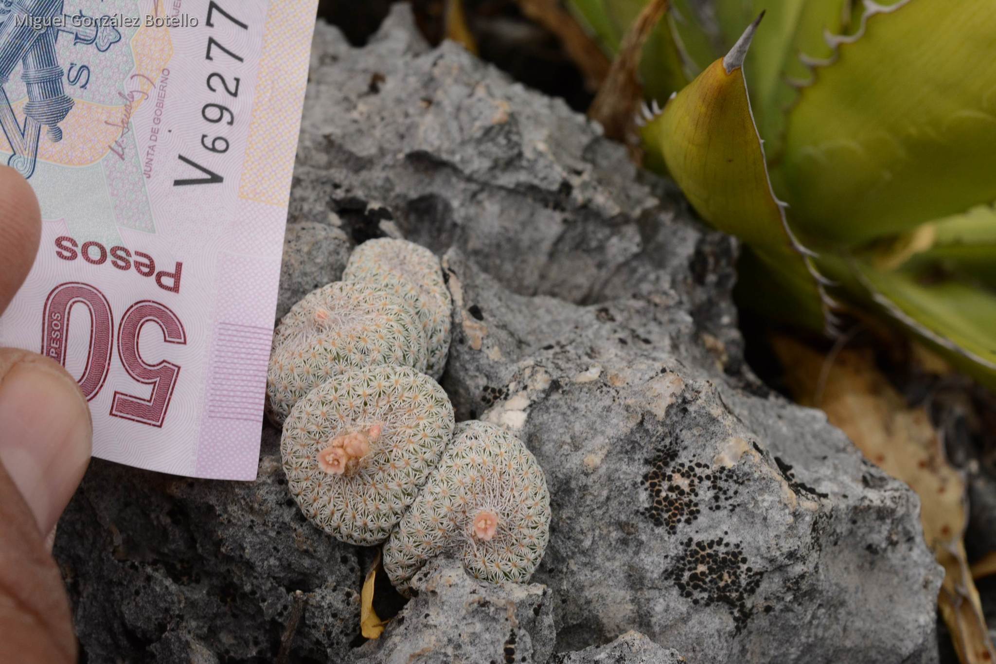 epithelantha micromeris dans l'habitat