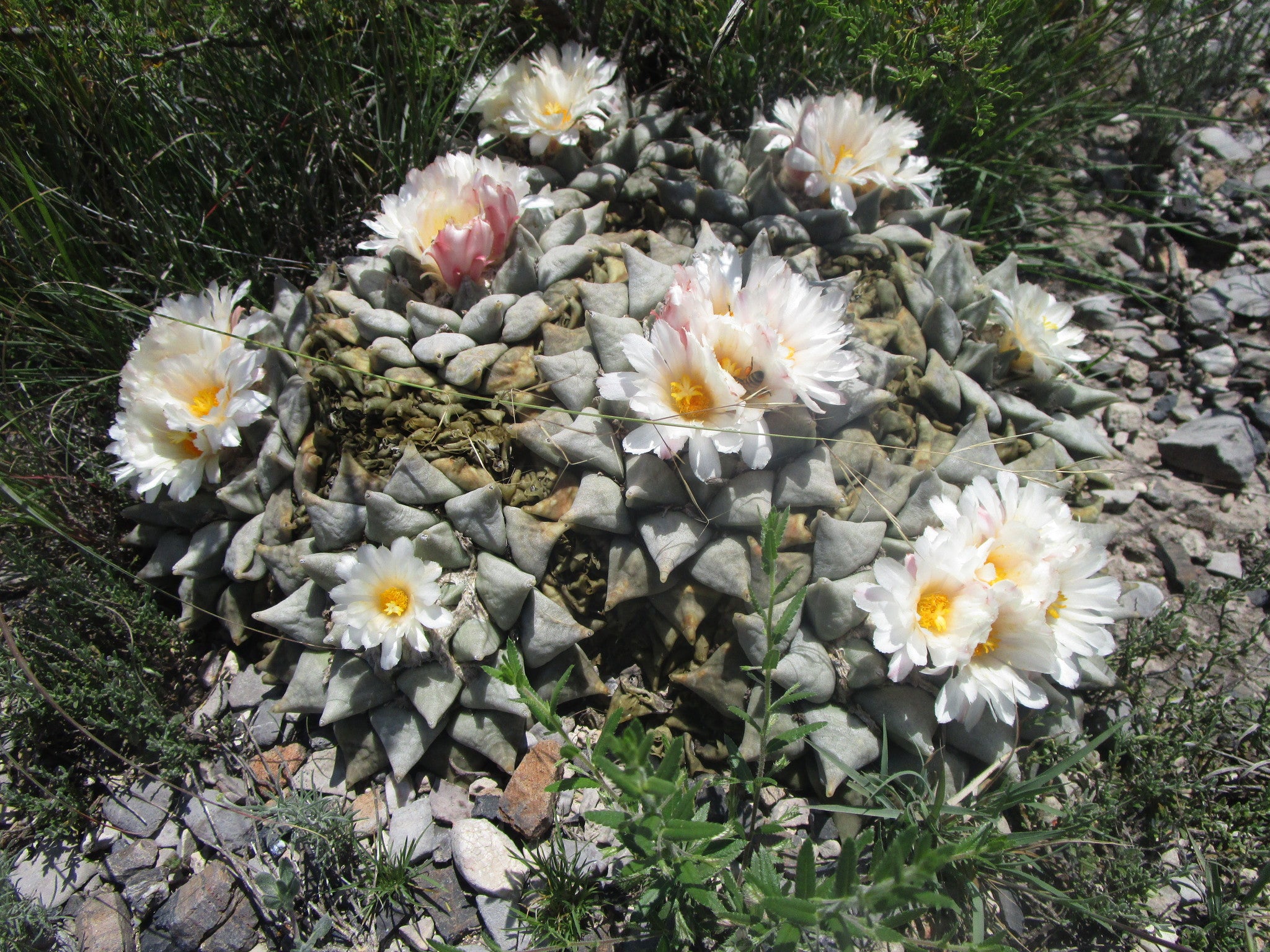 ariocarpus retusus dans l'habitat en fleur