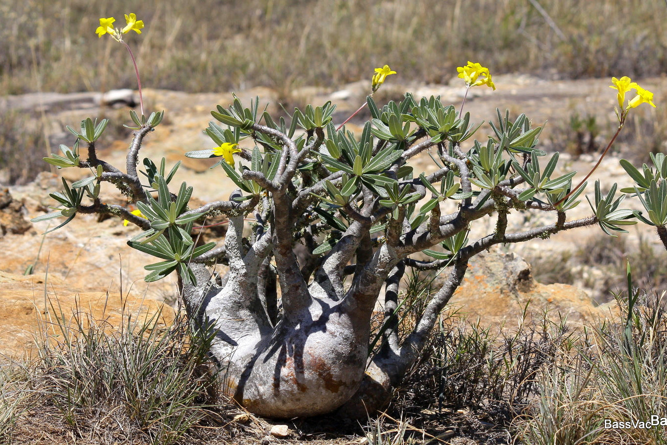 pachypodium gracilius dans l'habitat