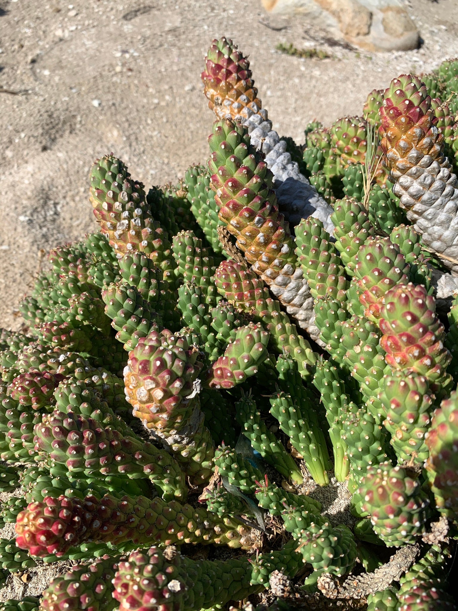 euphorbia gamkaensis dans l'habitat