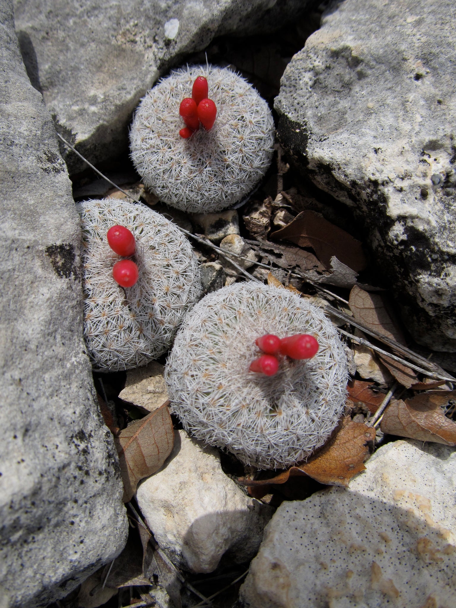 epithelantha micromeris dans l'habitat