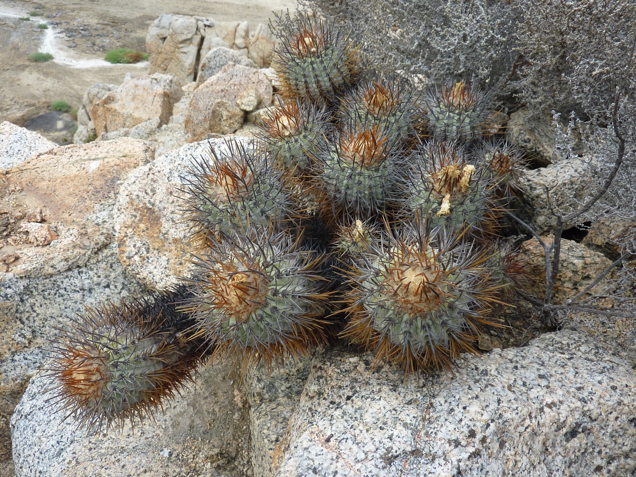 copiapoa calderana dans l'habitat