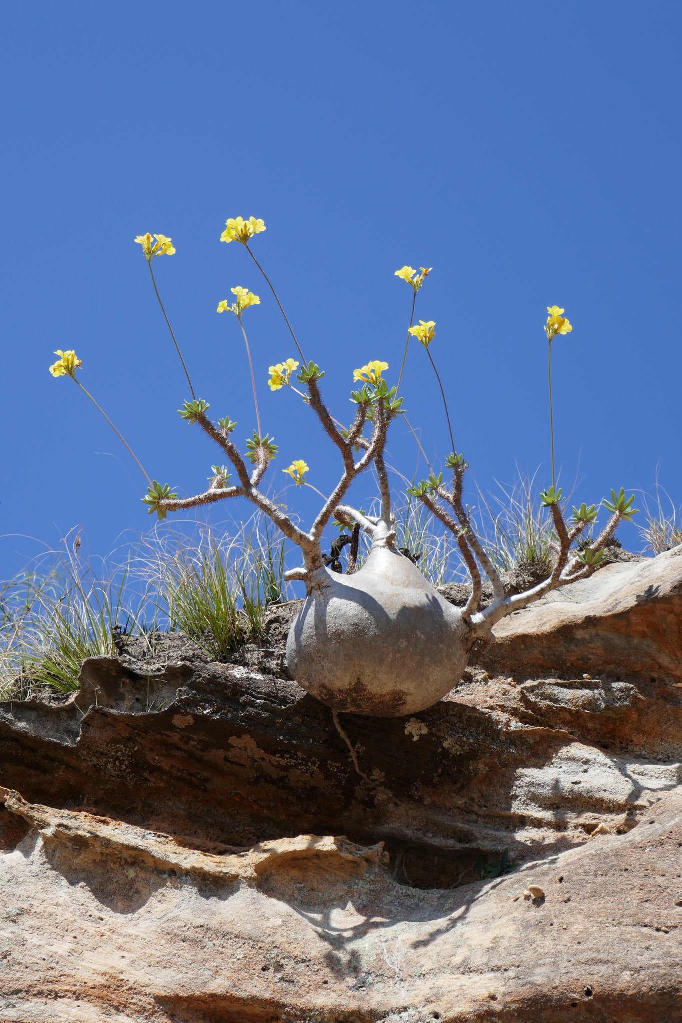 pachypodium gracilius dans l'habitat