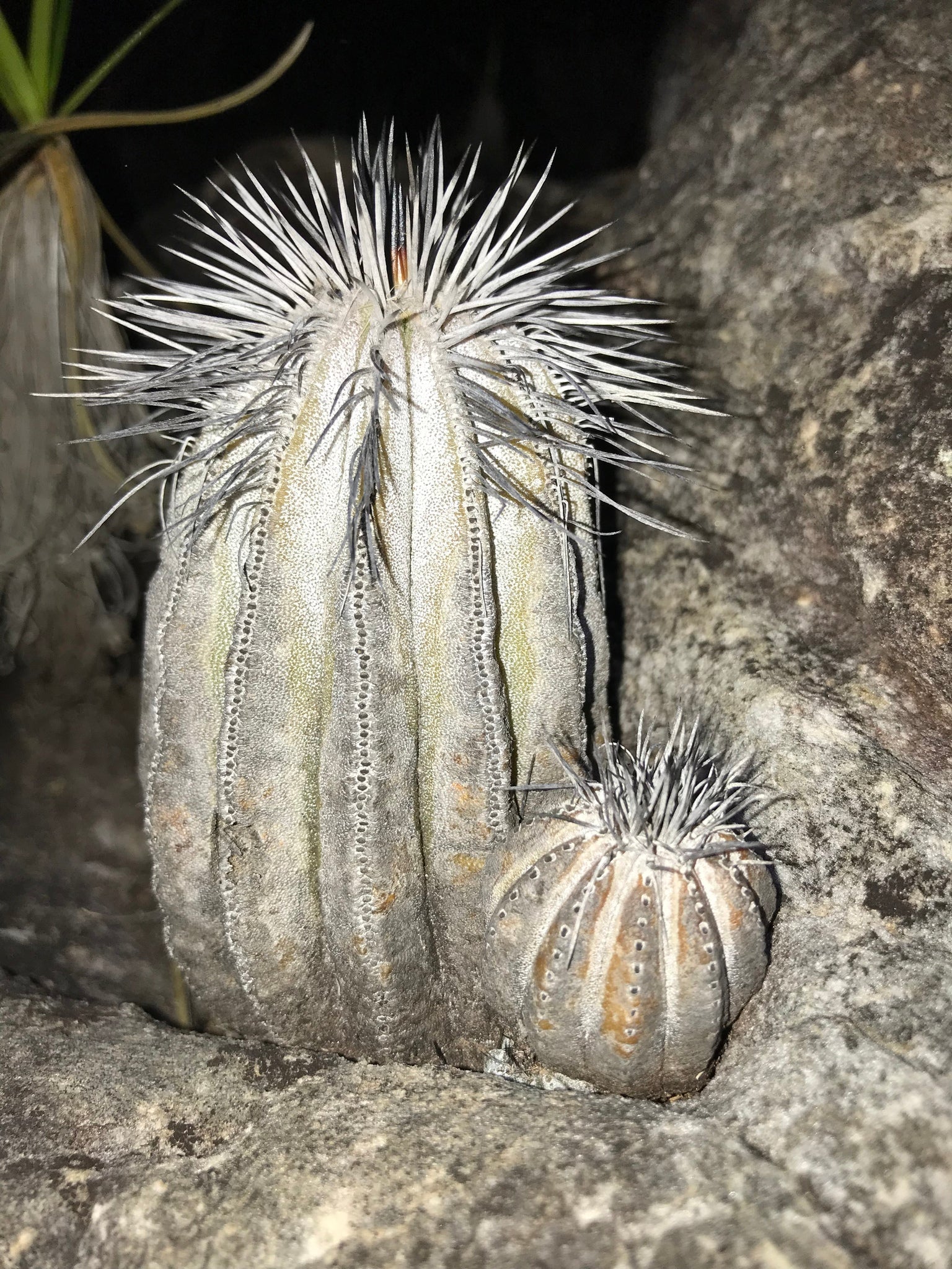 Uebelmannia pectinifera dans l'habitat