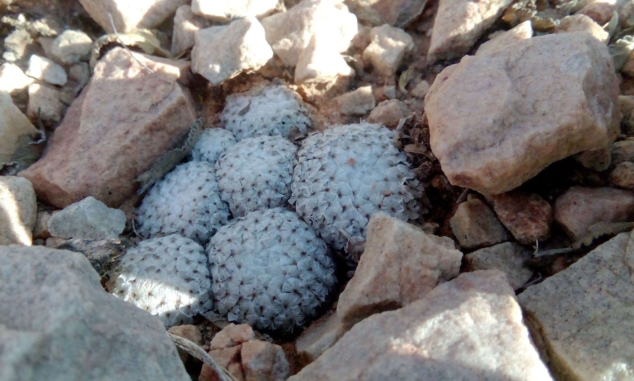 mammillaria breviplumosa dans l'habitat