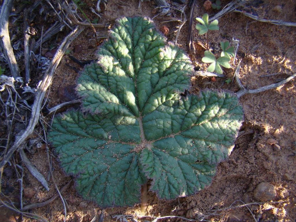 pelargonium lobatum